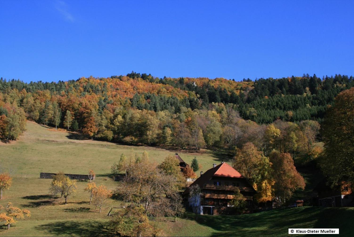 Haus Am Waldrand Vila Triberg im Schwarzwald Exterior foto
